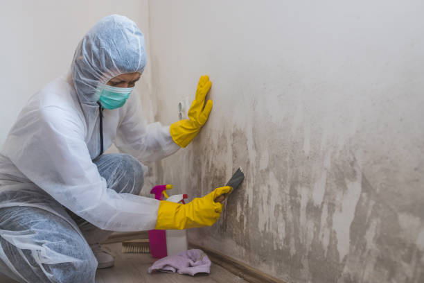 Best Black Mold Removal  in Puget Island, WA