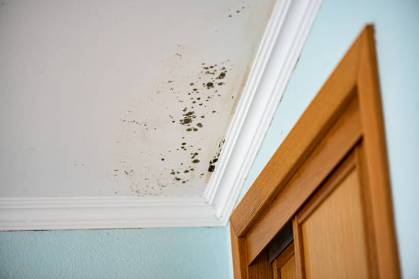 Attic Mold Removal in Puget Island, WA