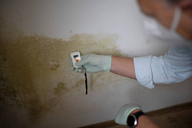 Best Commercial Mold Removal  in Puget Island, WA