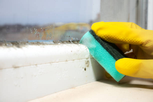 Mold Removal Process in Puget Island, WA