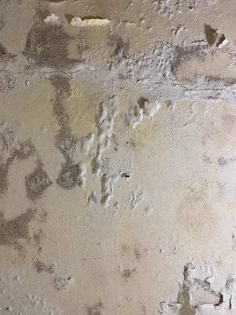 Best Mold Testing  in Puget Island, WA