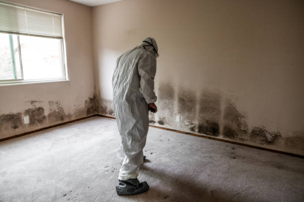 Best Fast Mold Removal  in Puget Island, WA